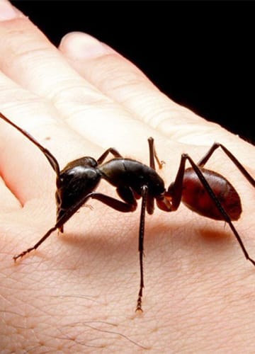Dinomyrmex gigas - fotó: singaporeantmuseum.com