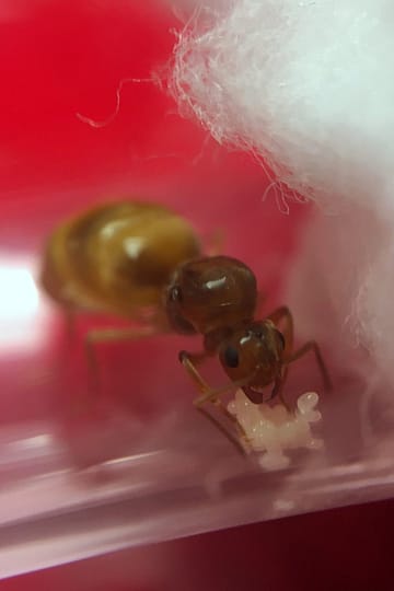 Prenolepis nitens