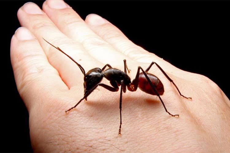 Dinomyrmex gigas - fotó: singaporeantmuseum.com